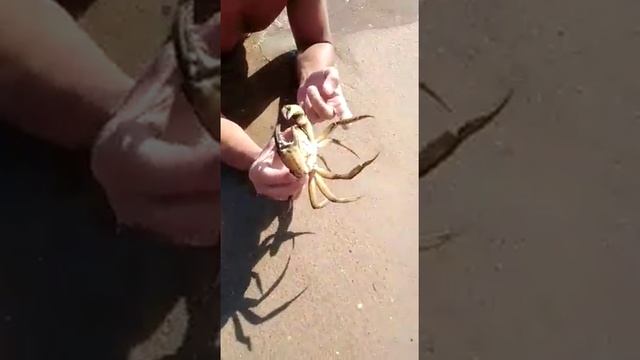 Веселовка 2019 смотреть онлайн