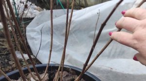 Обрезка МЕТЕЛЬЧАТОЙ ГОРТЕНЗИИ БОБО🌿