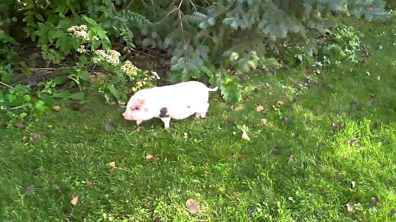 Hamlet the Mini Pig - Plays in the Backyard смотреть онлайн