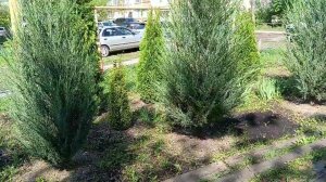 Можжевельник скальный Скайрокет