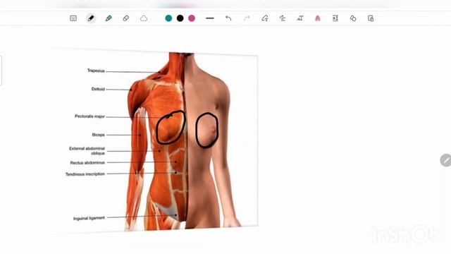 Female Reproductive System in Telugu Part-2 || External Genitalia, Breasts and Accessory glands смотреть онлайн