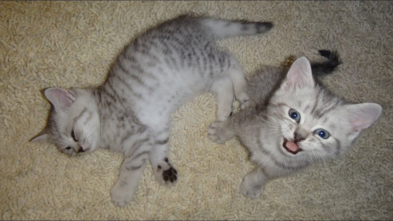 Прикол Шотландские котята боятся ежика Funny Scottish kittens смотреть онлайн