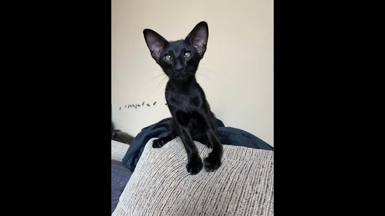 День чёрного Кота смотреть онлайн