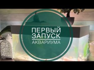 Первый запуск аквариума. Запуск аквариума с нуля для новичков.