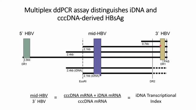 Discrimination of Integrated vs. cccDNA Derived HBsAg - Chloe Thio, MD смотреть онлайн