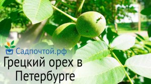 Грецкий орех в северном климате - как избежать ошибок при выращивании