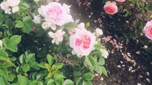 Чайно-гибридная роза Гуэрнси Guernsey