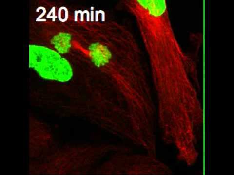 Cell Division with Missing Centrioles смотреть онлайн