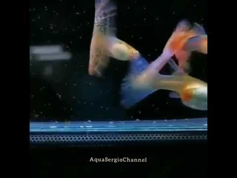 Гуппи (Poecilia reticulata) 🐟 Part.10 смотреть онлайн