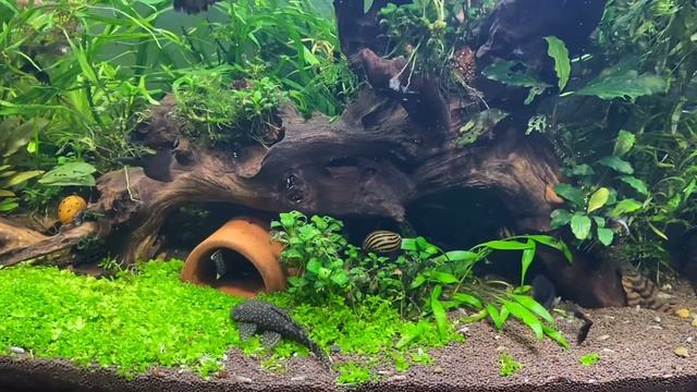 Анциструс сомик нерест, Ancistrus catfish spawning смотреть онлайн