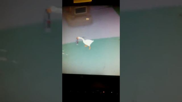 Гусь + коробка + вода + радио = контент смотреть онлайн