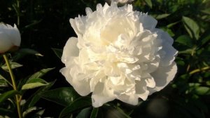 Пион Алма-Ата. Скакодуб А.А. 1979г. СССР.