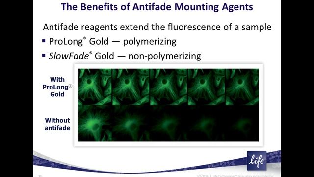 Molecular Probes Educational Webinar: An introduction to immunofluorescence staining of cultured ce смотреть онлайн