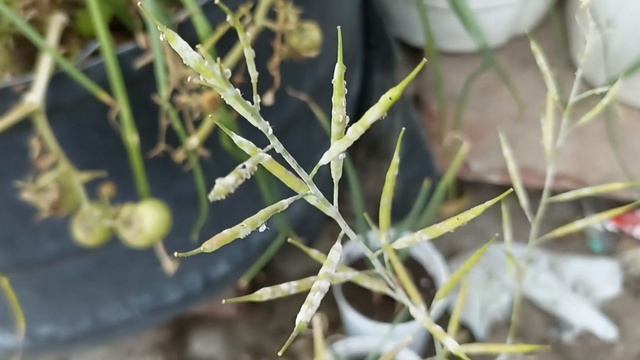 How to grow rai seeds (Organic vegetables at home) | राई का बीज कैसे तैयार करें (100% organic) смотреть онлайн