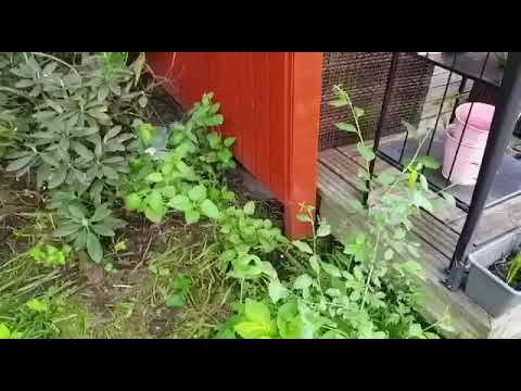 Третий заход ежа на шоколадный йогурт смотреть онлайн
