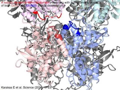 NMDA Receptor