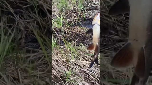 Поймали Язя на рыбалке в Карелии/Рыба моей мечты смотреть онлайн