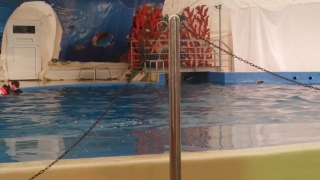 Так играются дельфины) Выпрыгивают на помост в Анапе смотреть онлайн