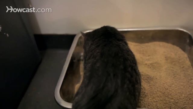 Why a Cat Stops Using Its Litter Box | Cat Care смотреть онлайн