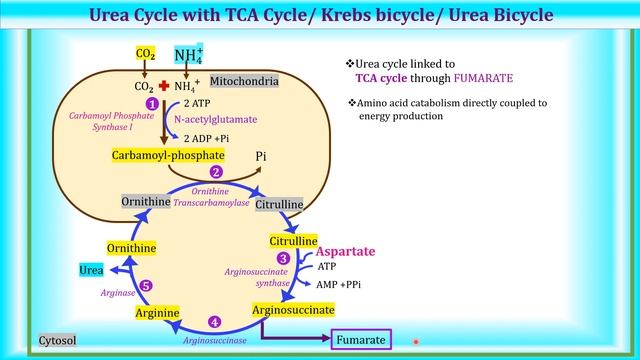 5: Urea Cycle | Amino Acid Metabolism | Biochemistry | N'JOY Biochemistry