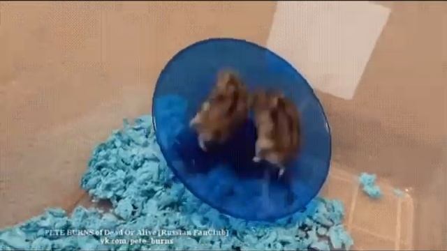 Хомячки You Spin Me Round смотреть онлайн