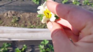 Выращивание клубники в Сибири/Клубника в Новосибирске