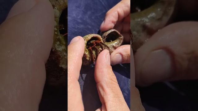 рак отшельник смотреть онлайн