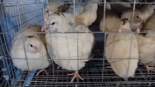 Условия содержания перепелов / Птицеводство // Жизнь в деревне