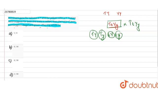 Dominant gene for tallness is T and for yellow color is Y. A plant heterozygous for смотреть онлайн