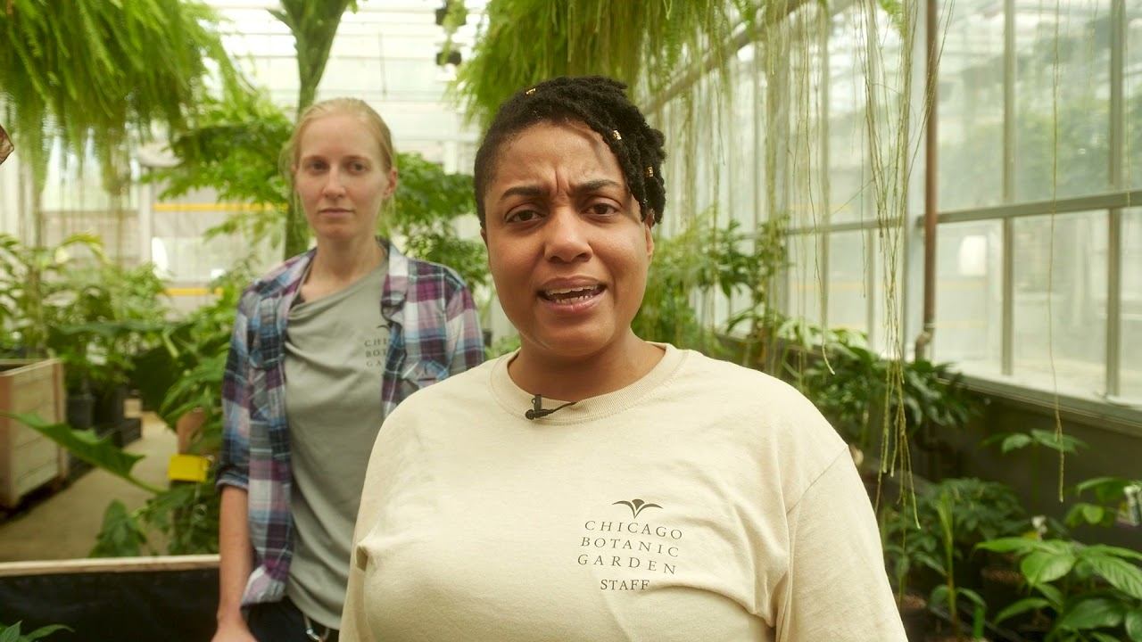 Maria's Nature Notebooks: Titan Arum смотреть онлайн