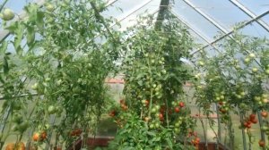 Томаты Интуиция, Де Барао, Бычье сердце в средней полосе России в начале августа 2019 года