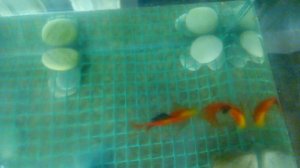 нерест огненных барбусов