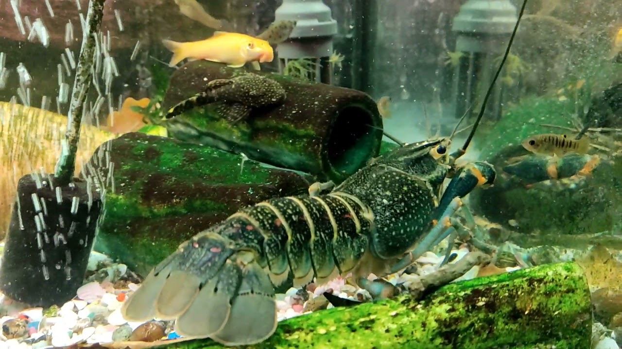 РАКИ🦞🦞🦞🦞🦞🦞 смотреть онлайн