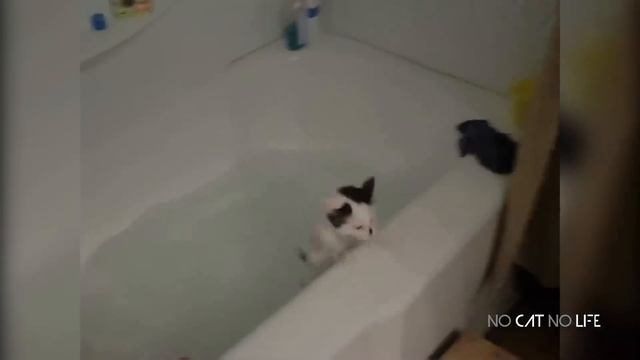 Кошки играют с водой