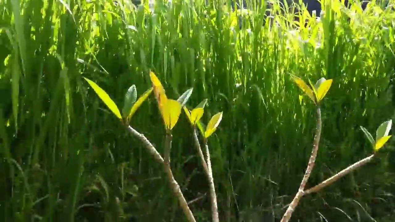 Anahata Kai Chakra Gardens update 8-18-14 Part 1 of 3 смотреть онлайн
