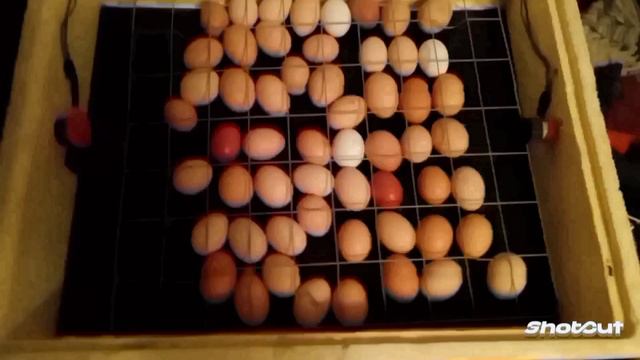 Инкубатор Золушка, Все не достатки, ошибки производителя, стоит покупать. смотреть онлайн