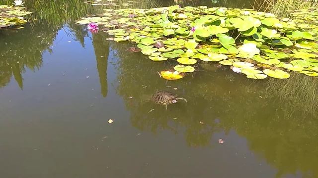 Парк Южные Культуры (5/7) смотреть онлайн