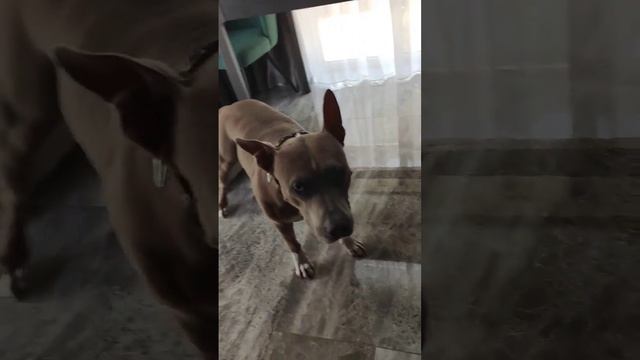 рэкс смотреть онлайн