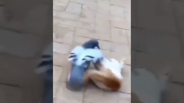 Голубь дал люлей коту 😉✌️😂 смотреть онлайн