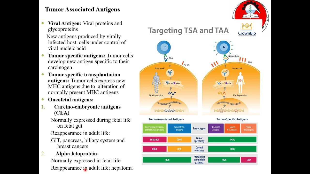 Immunology Lecture 11 смотреть онлайн