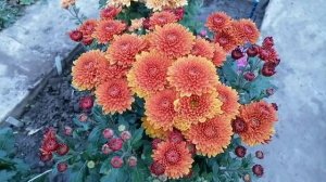 № 78. Корейская хризантема БРУНО.