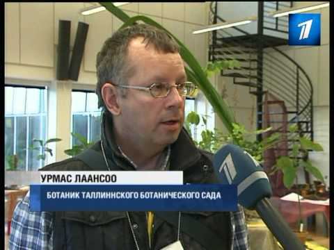 Специалисты ботанического сада научат варить приворотные зелья смотреть онлайн