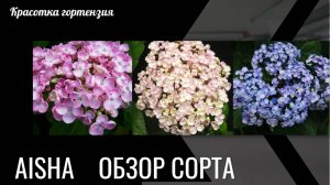 Гортензия крупнолистная Аиша. Обзор сорта 😍🌺💞