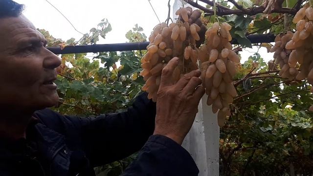 Узим ва мезон бу нима. смотреть онлайн