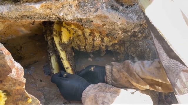 KAYA BALI HASADI (BALI ALINAN ARILAR NE OLUYOR) смотреть онлайн