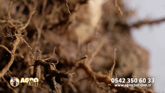 Boron Elementinin Toprağa Faydaları / AgroChef Bor Gübre смотреть онлайн