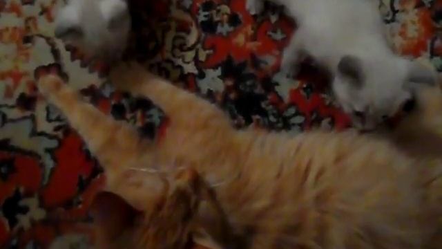 Рыжий котенок и котята близнецы под наблюдением мамы смотреть онлайн