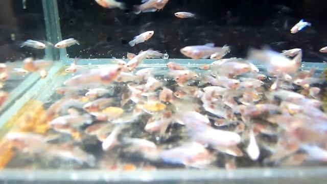 Мальки 32 дня. Оодиноз /ихтиофтириоз. 22.08.13 смотреть онлайн