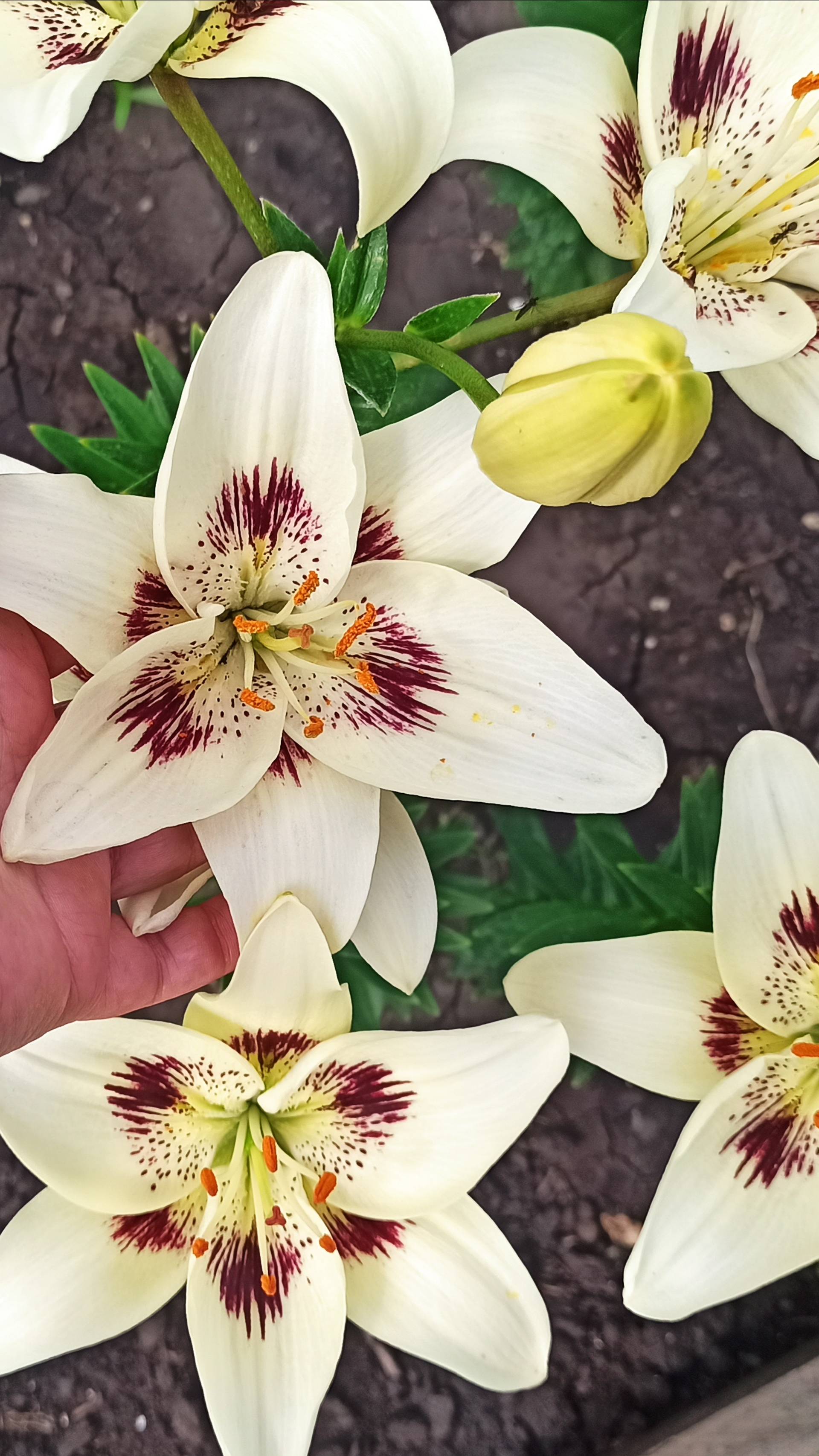 Глубина посадки луковиц Лилий смотреть онлайн