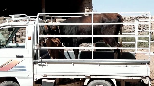 Гов Савдо шид рафт дастафка Қумсангир 9300 смотреть онлайн